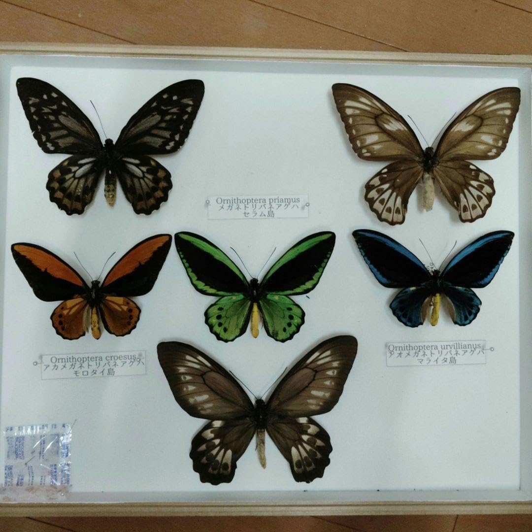 蝶の標本セット　メガネトリバネアゲハ　セット　ドイツ箱 蝶の標本セット メガネトリバネアゲハ セット ドイツ箱 I <1005z昆虫